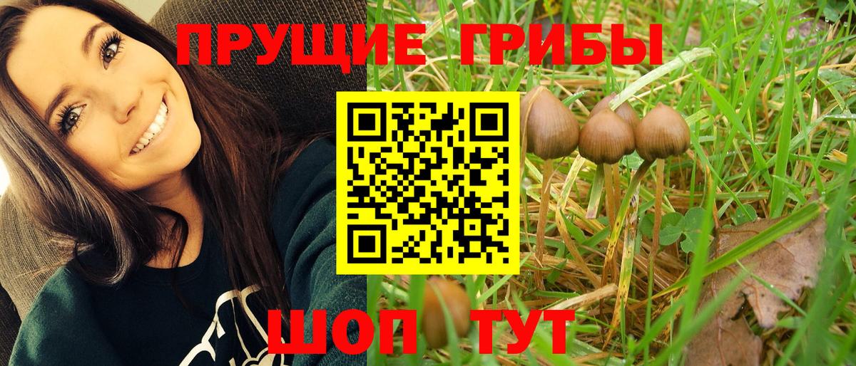 Псилоцибиновые грибы Psilocybe Заринск